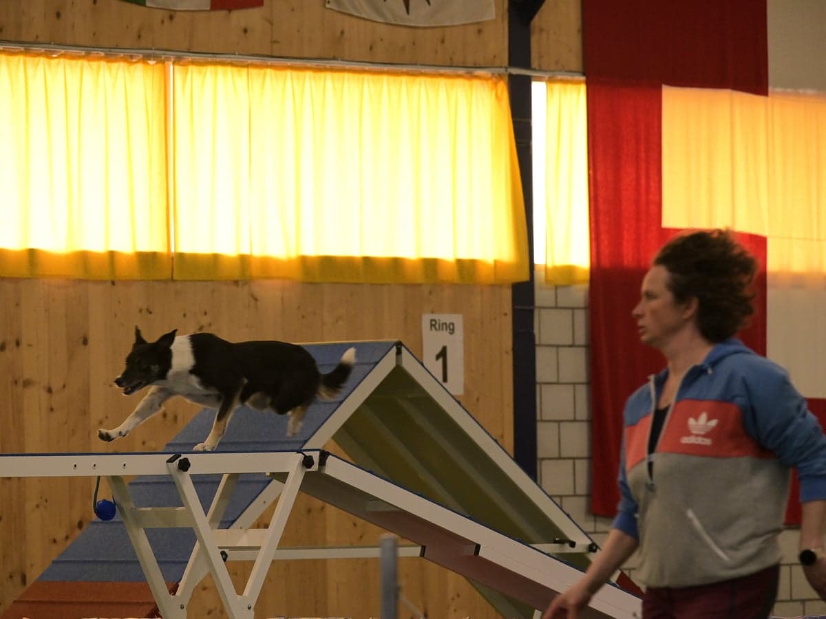 Caro begleitet ihren Border Collie auf der Kontaktzone an einem Agility-Turnier.