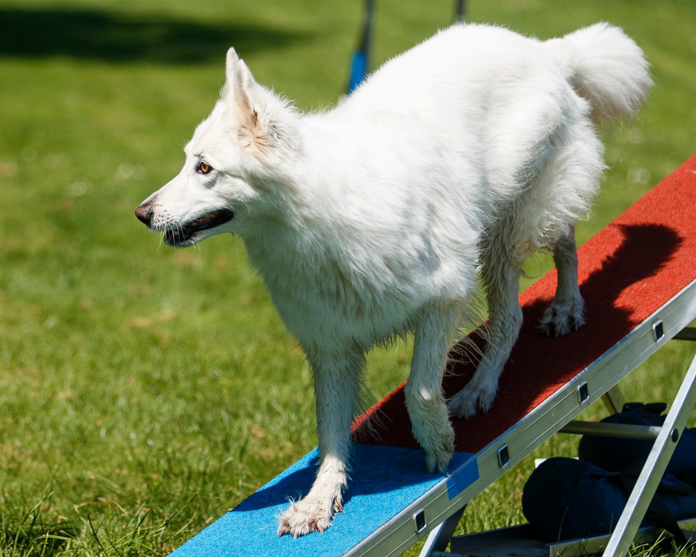 Nikka Praja, Kunden-Hund, balanciert konzentriert auf der Agility-Wippe.