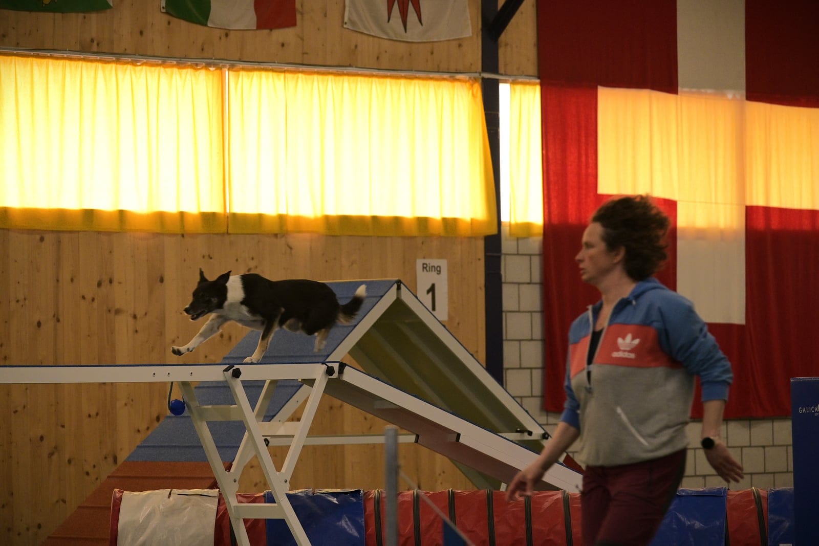 Kontaktzone beim Agility-Training