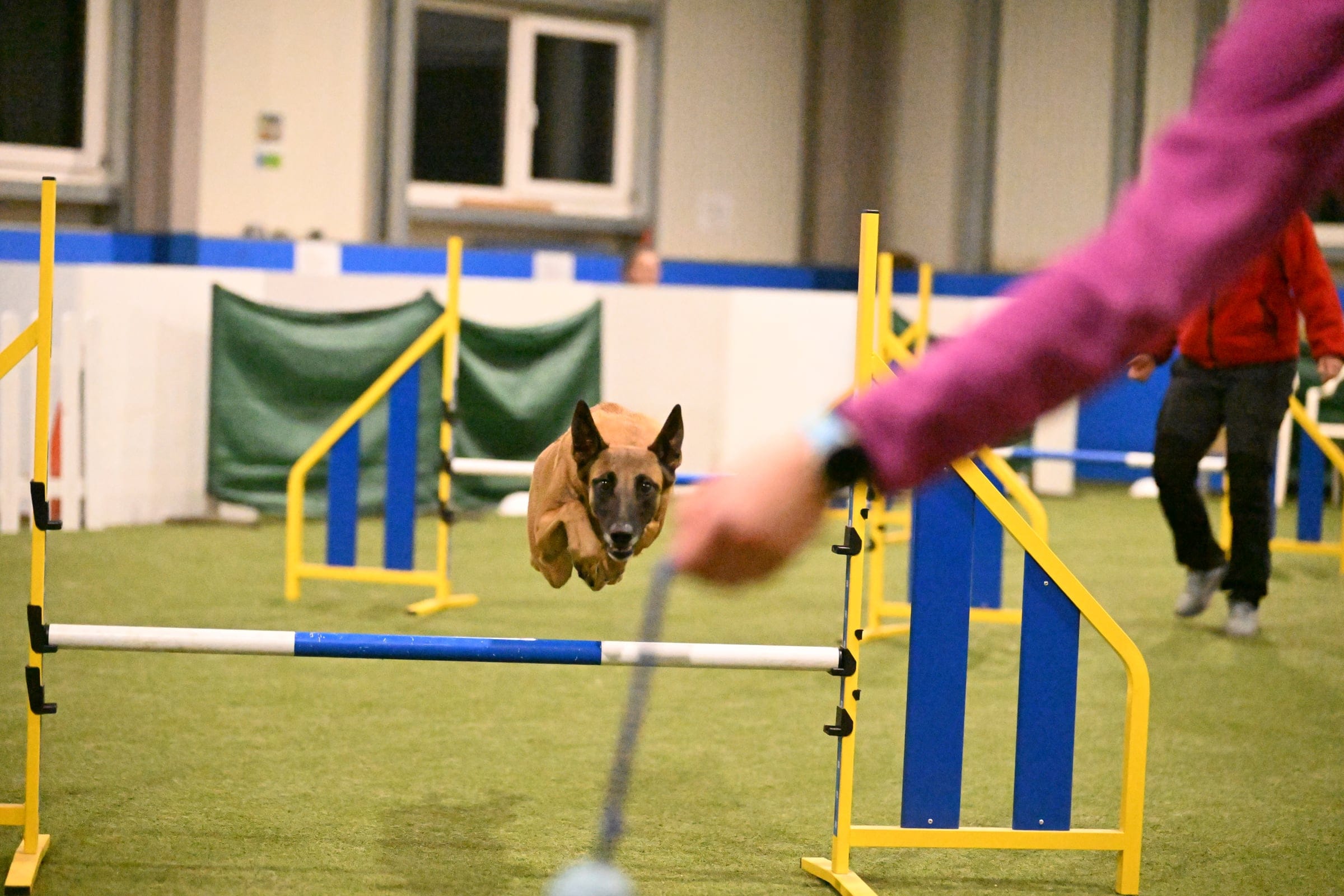 Malinois springt in der Agility-Halle in Aarwangen über eine Hürde.