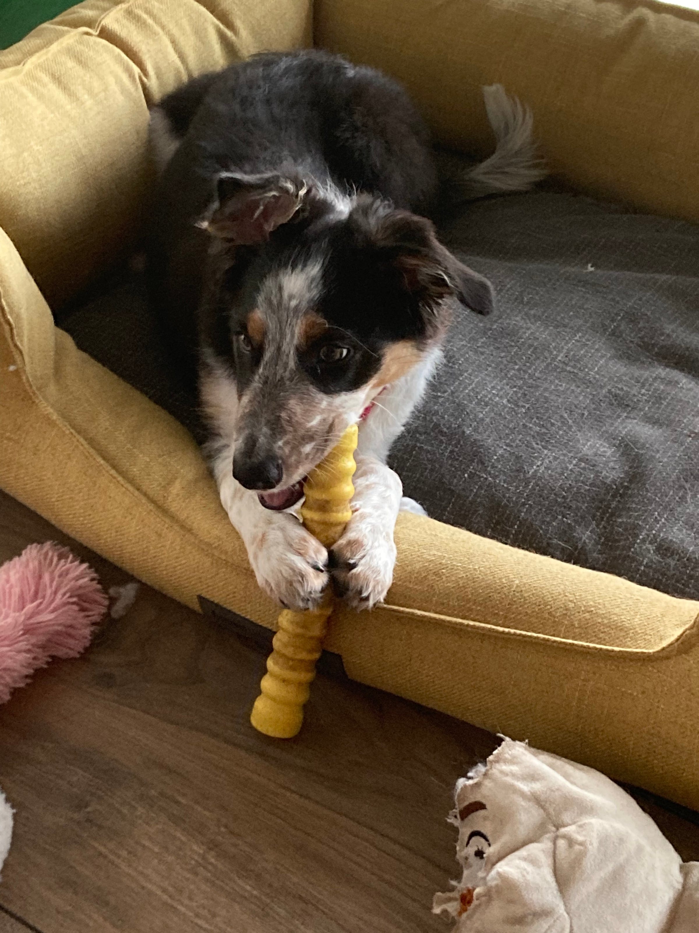 Welpe schläft auf dem Sofa
