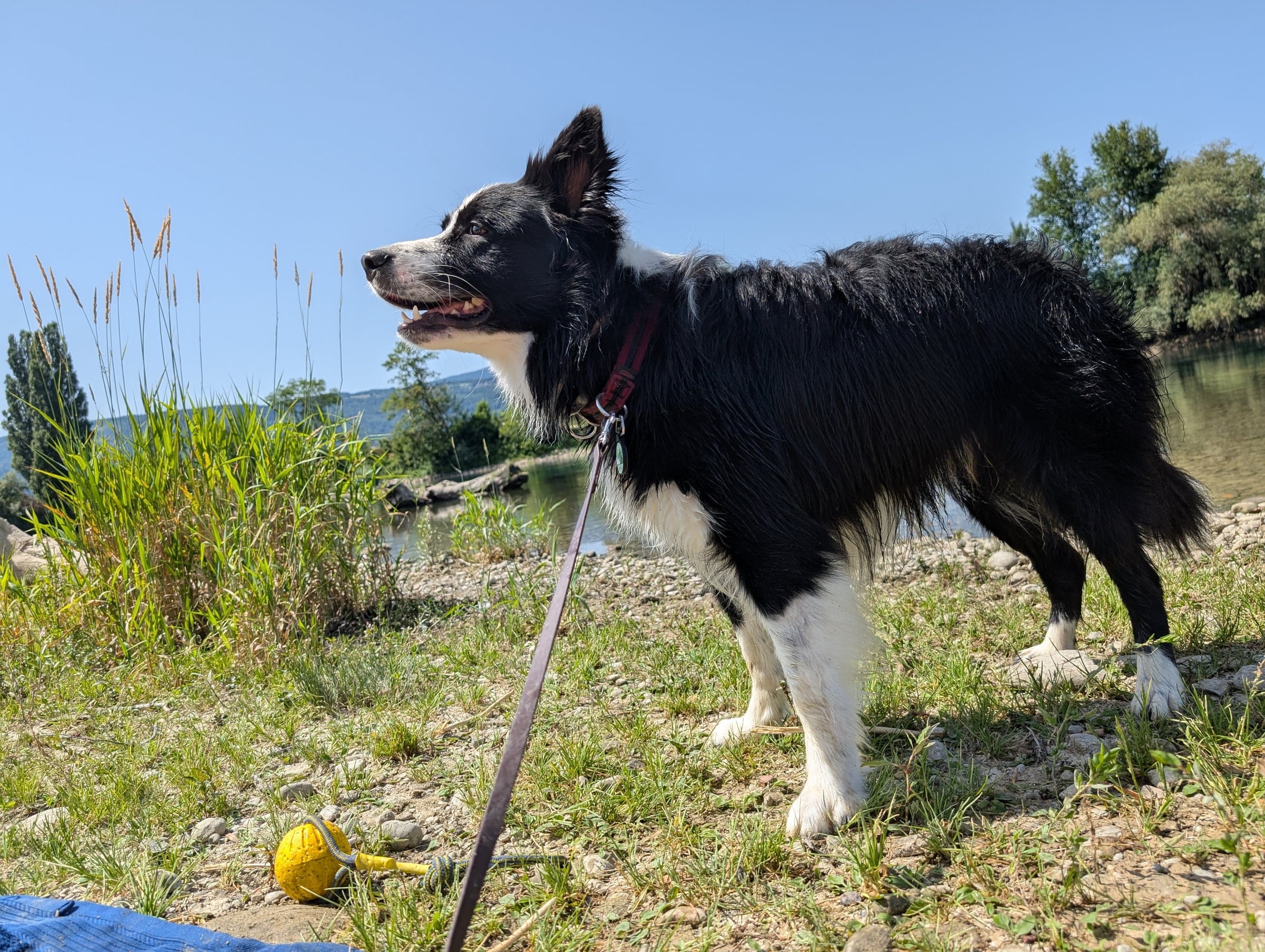 Border Collie Skye am Bielersee beim Einzelspaziergang