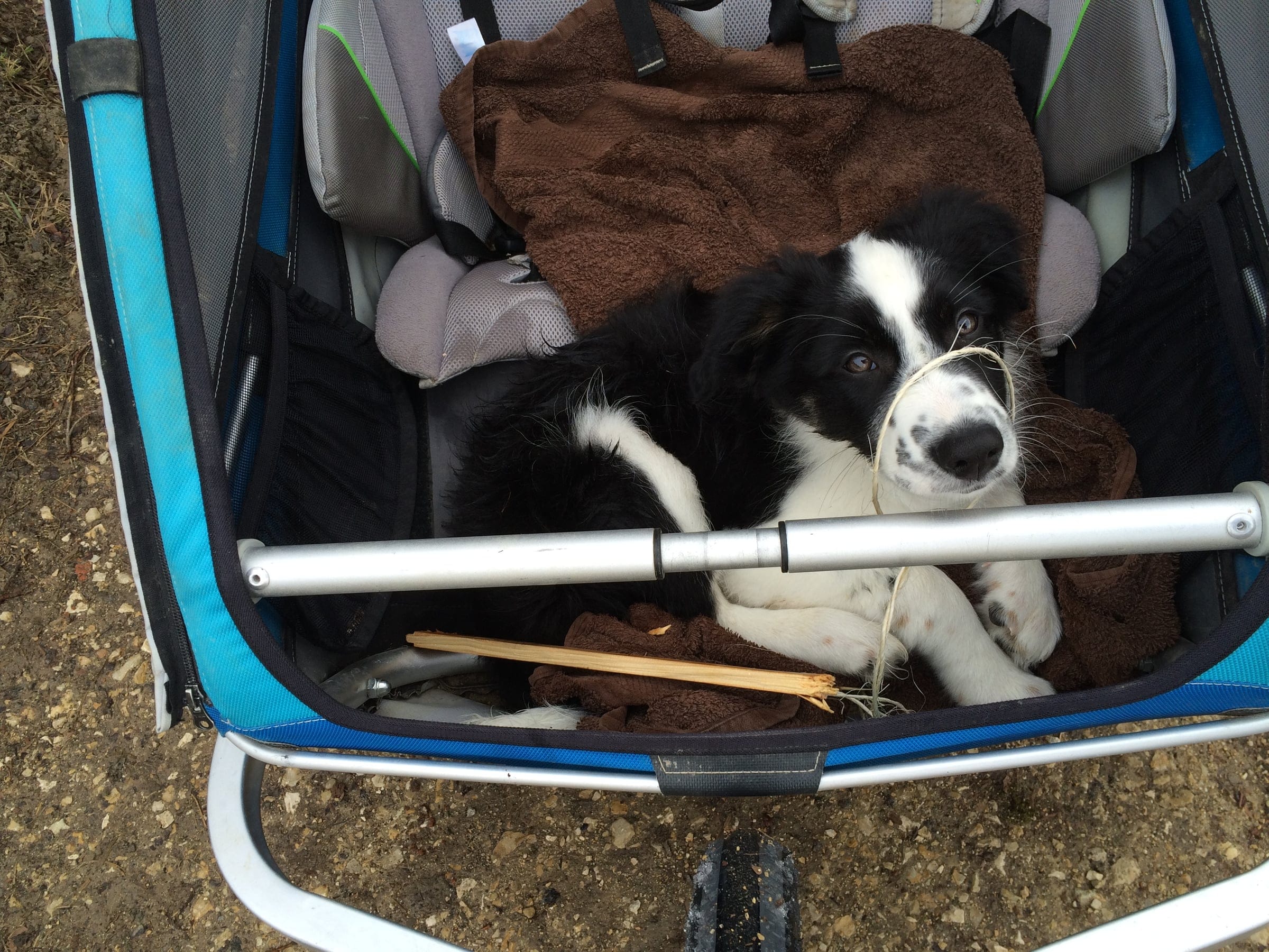 Junger Border Collie liegt entspannt mit Plüsch-Spielzeug auf dem Boden — sanftes Heranführungs-Setting vor dem Agility.