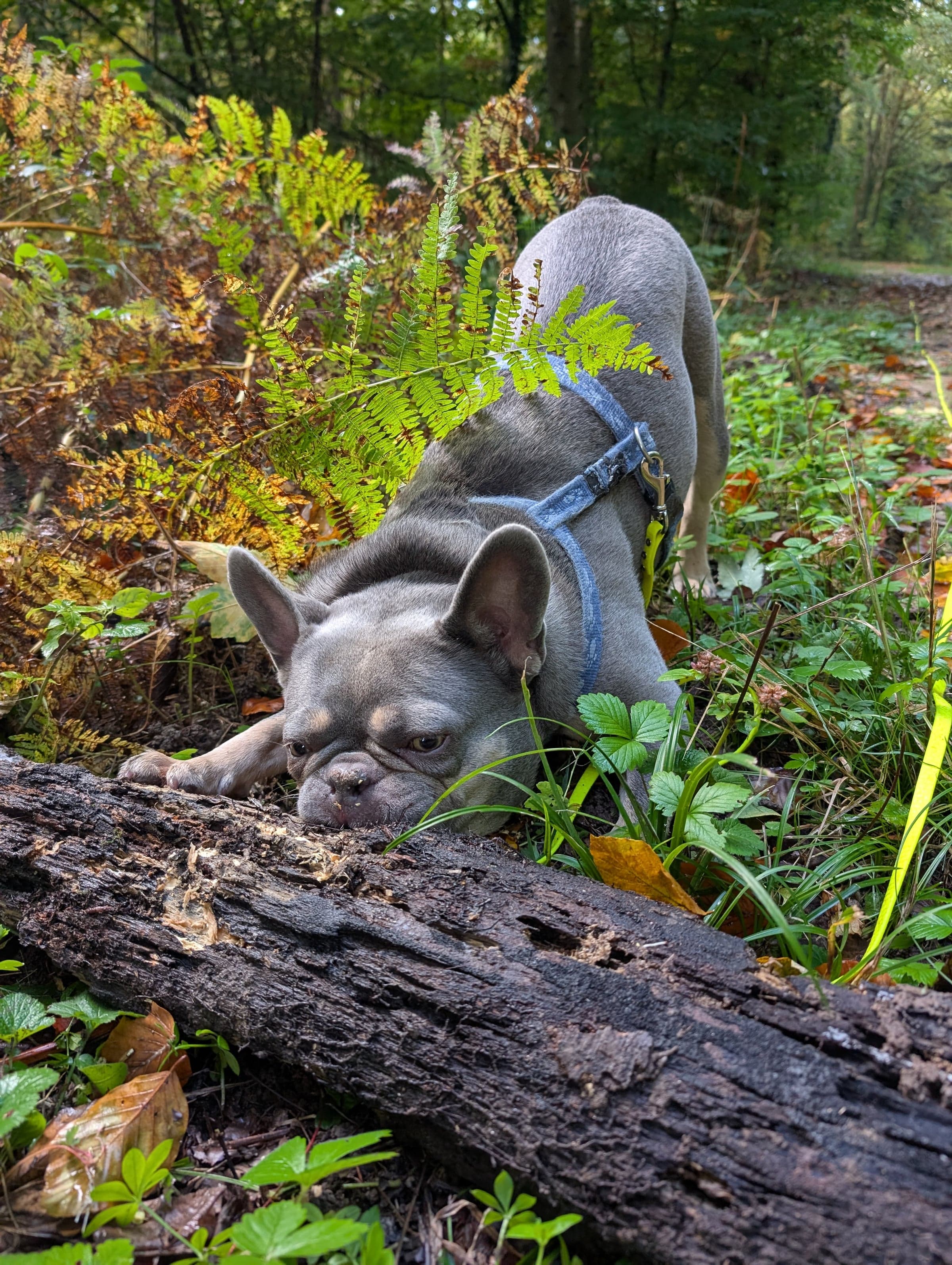Französische Bulldogge schnüffelt konzentriert am Boden — ein Moment aus dem 1:1-Spaziergang.