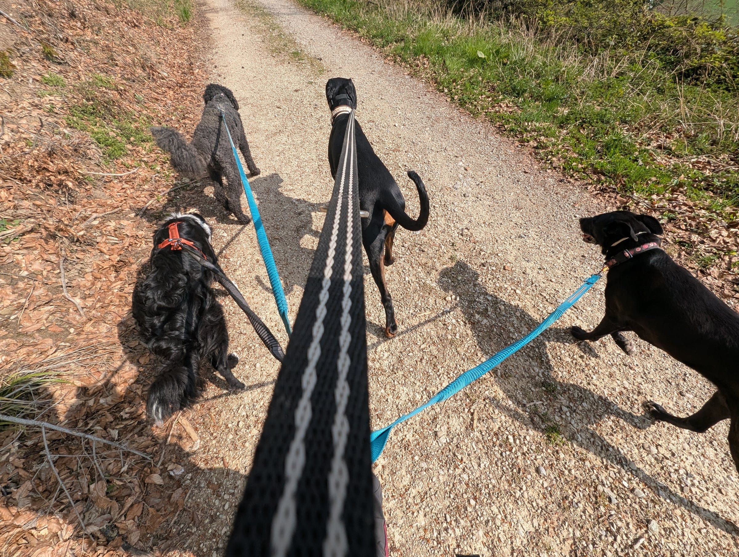Vier Hunde an Leinen aus Caros Perspektive auf einem Waldweg — ruhig geführte Gruppe im Seeland.